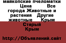  майкопские пчеломатки F-1  › Цена ­ 800 - Все города Животные и растения » Другие животные   . Крым,Старый Крым